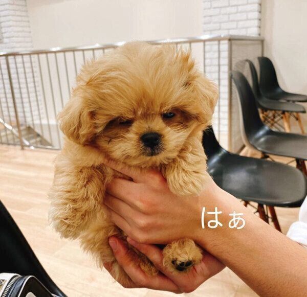 初めて会ったときのがんもくん