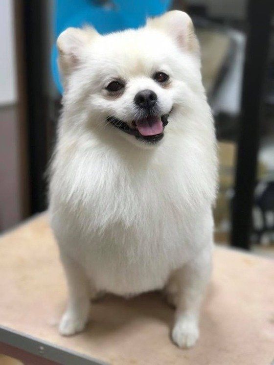 白いポメラニアン