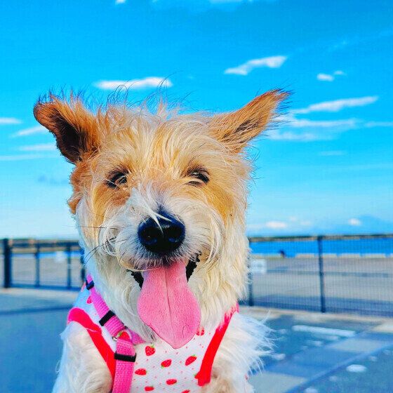 犬の激しい呼吸は熱中症のサイン？ 危険なパンティングを見極めるポイントとは いぬのきもち