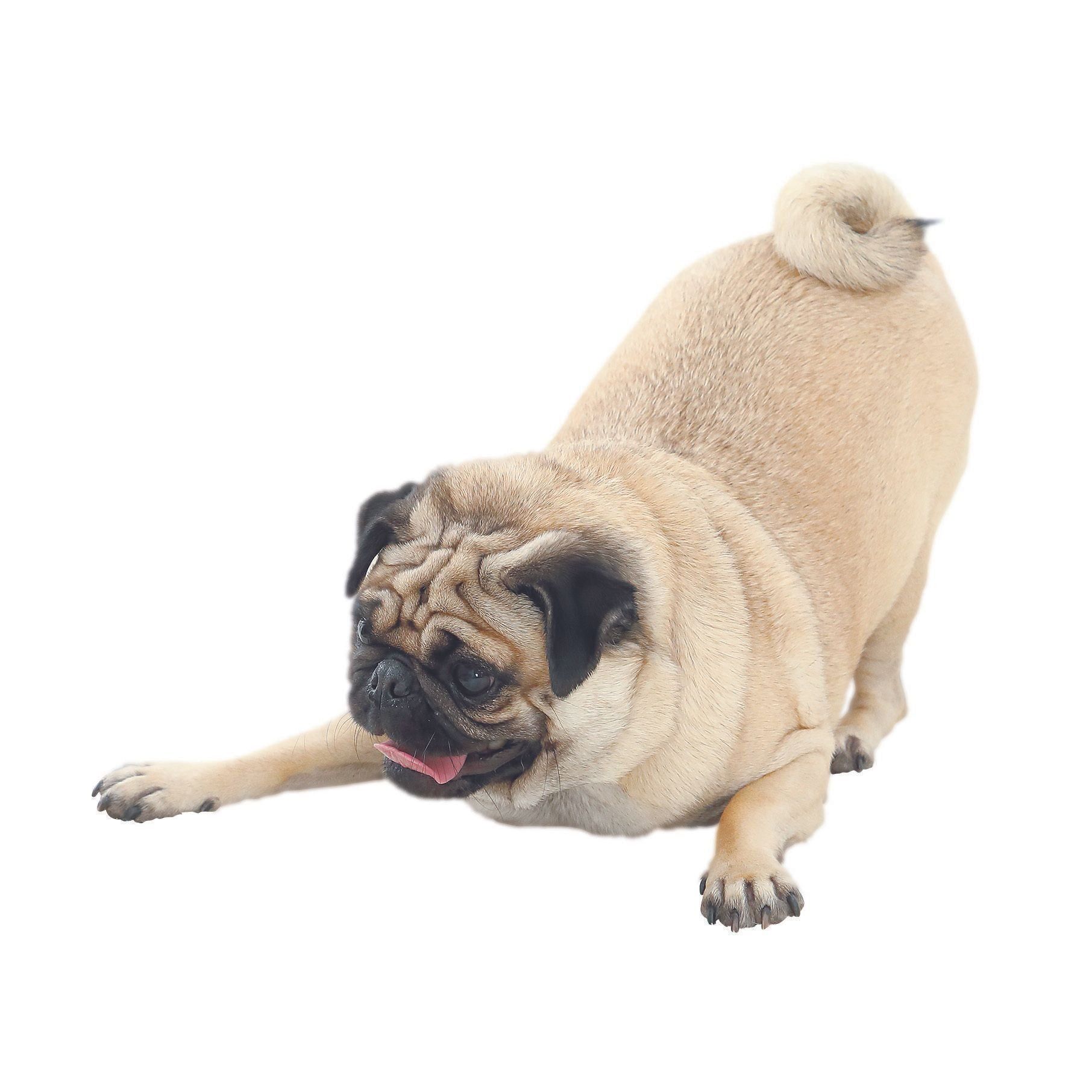 相手に「おじぎの姿勢」を見せて遊びに誘うことも