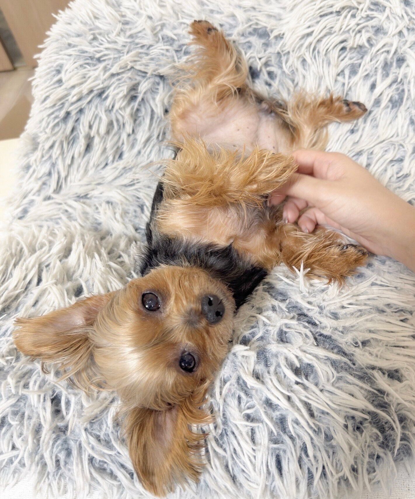 飼い主さんの仕事中に見つめるぴのちゃん