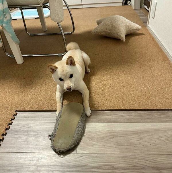 スリッパが好きなボスくん