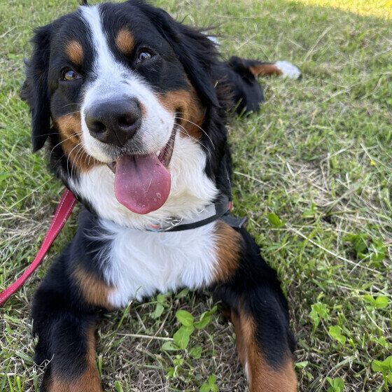 笑顔のバーニーズ・マウンテン・ドッグ