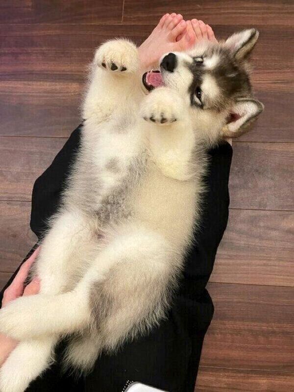 くつろぐアルくん