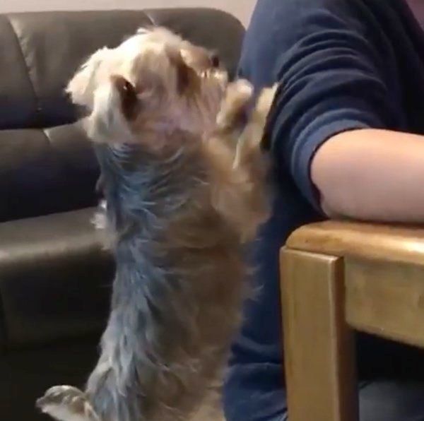 遊んでほしいヨークシャー・テリア