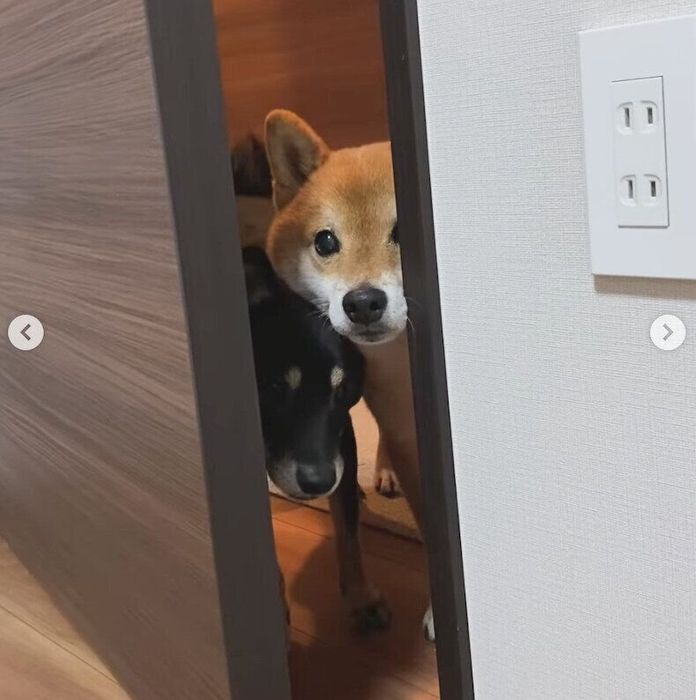 「ごはんまだ?」とやってきた豆助くんと陽太くん