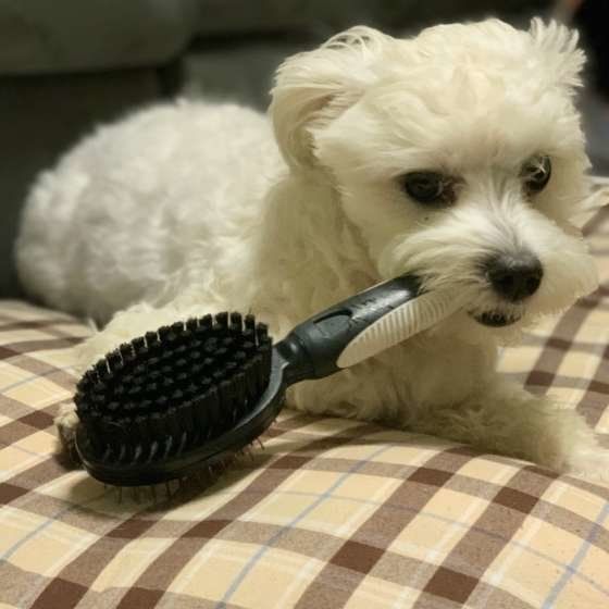 ブラシをかじるマルチーズ