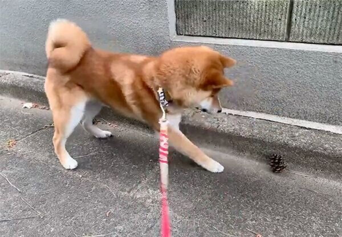 愛犬の戦略にまんまとハマった 食事中の飼い主にかまってもらいたい柴犬の アピール に驚き いぬのきもちweb Magazine 愛犬の戦略にまんまとハマった 食事中の飼い主にかまってもらいたい柴犬の アピール に驚き いぬのきもちweb Magazine