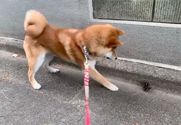 まつぼっくりvsいそべくん