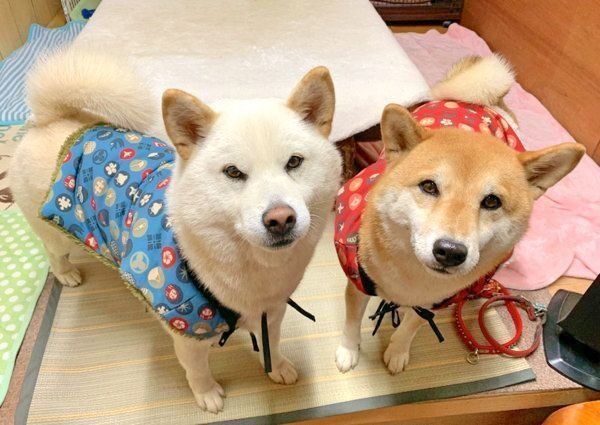 ちゃんちゃんこを着るQ太郎くんとみかんちゃん