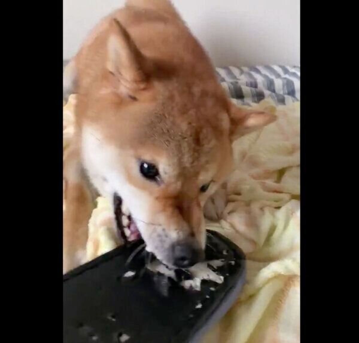 柴犬のイタズラ犯行現場を目撃 証拠を突きつけたら 予想外の反応 に いぬのきもちweb Magazine 柴犬のイタズラ犯行現場を目撃 証拠を突きつけたら 予想外の反応 に いぬのきもちweb Magazine