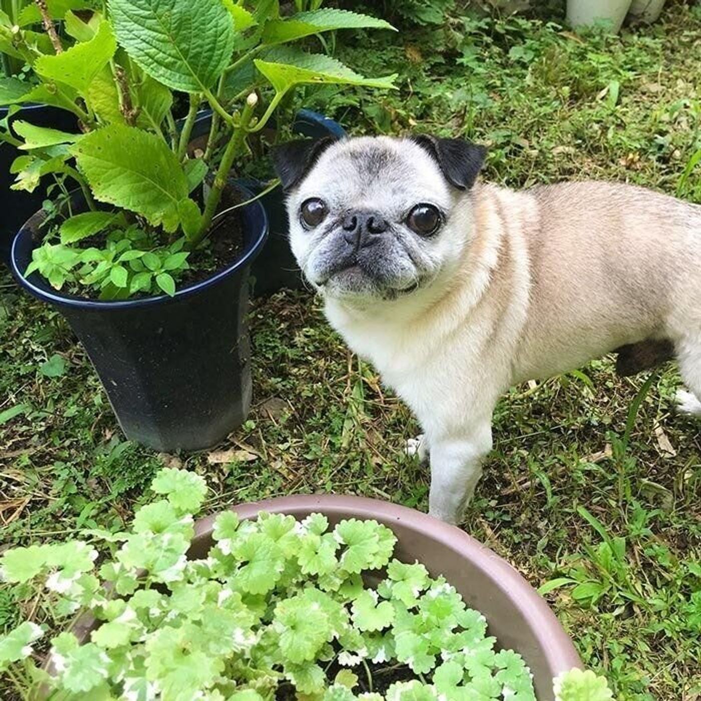 愛犬への赤ちゃん言葉 犬飼いさんの何割くらいがでちゃうもの 連載 パグ犬 めー Vol 67 いぬのきもちweb Magazine 愛犬への赤ちゃん言葉 犬飼いさんの何割くらいがでちゃうもの 連載 パグ犬 めー Vol 67 いぬのきもちweb Magazine