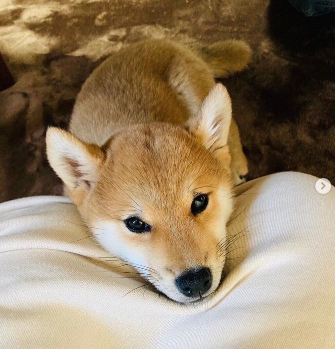 見つめるゴンくん