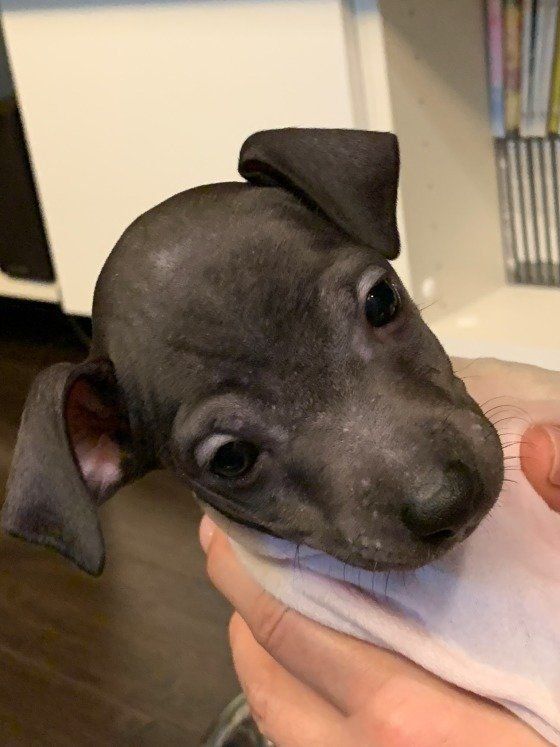 かむい｜日本テリア