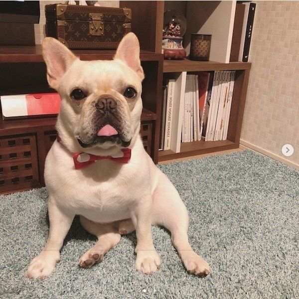 ドライヤーに威嚇するフレンチ・ブルドッグ