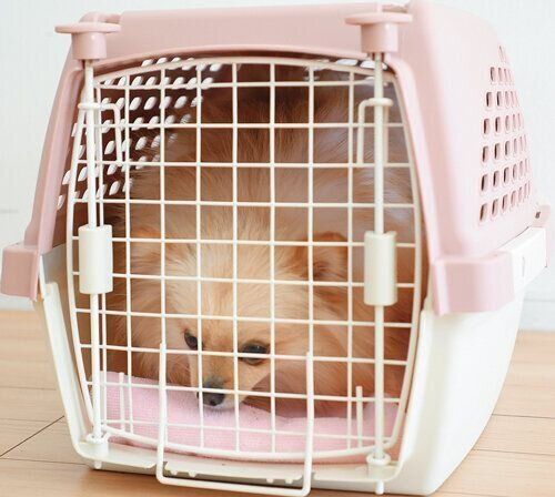 飼い主さんのニオイがついたタオルをかぐ犬