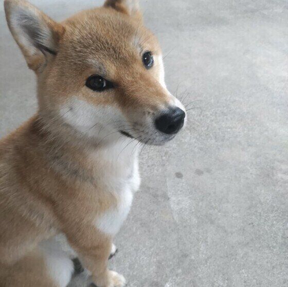柴犬
