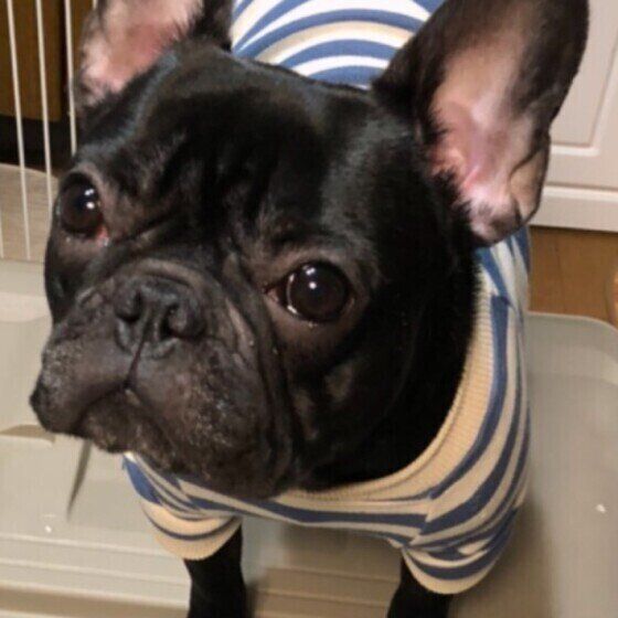 フレンチ・ブルドッグのげんちゃん