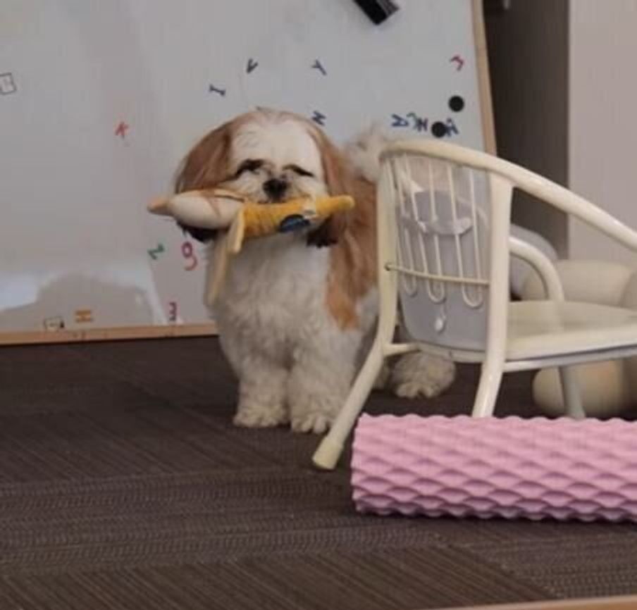 お友達が遊びに来てテンションが上がるシーズー犬 でもスルーされてシュンとしちゃう いぬのきもちweb Magazine お友達が遊びに来てテンションが上がるシーズー犬 でもスルーされてシュンとしちゃう いぬのきもちweb Magazine