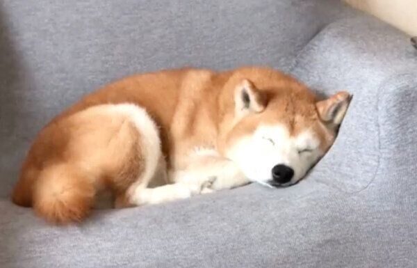 気持ちよさそうに眠るロペさん
