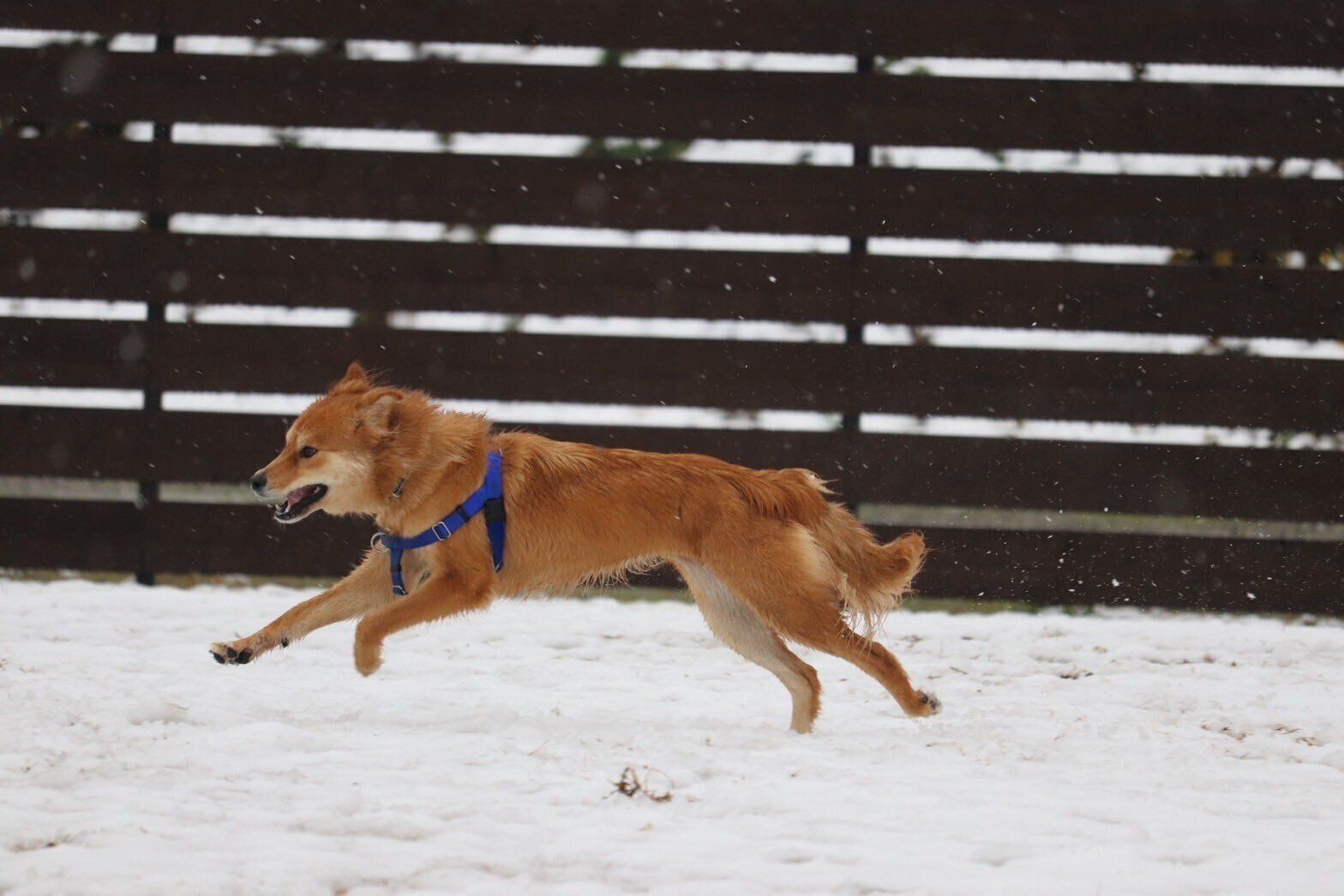 走るエスちゃん