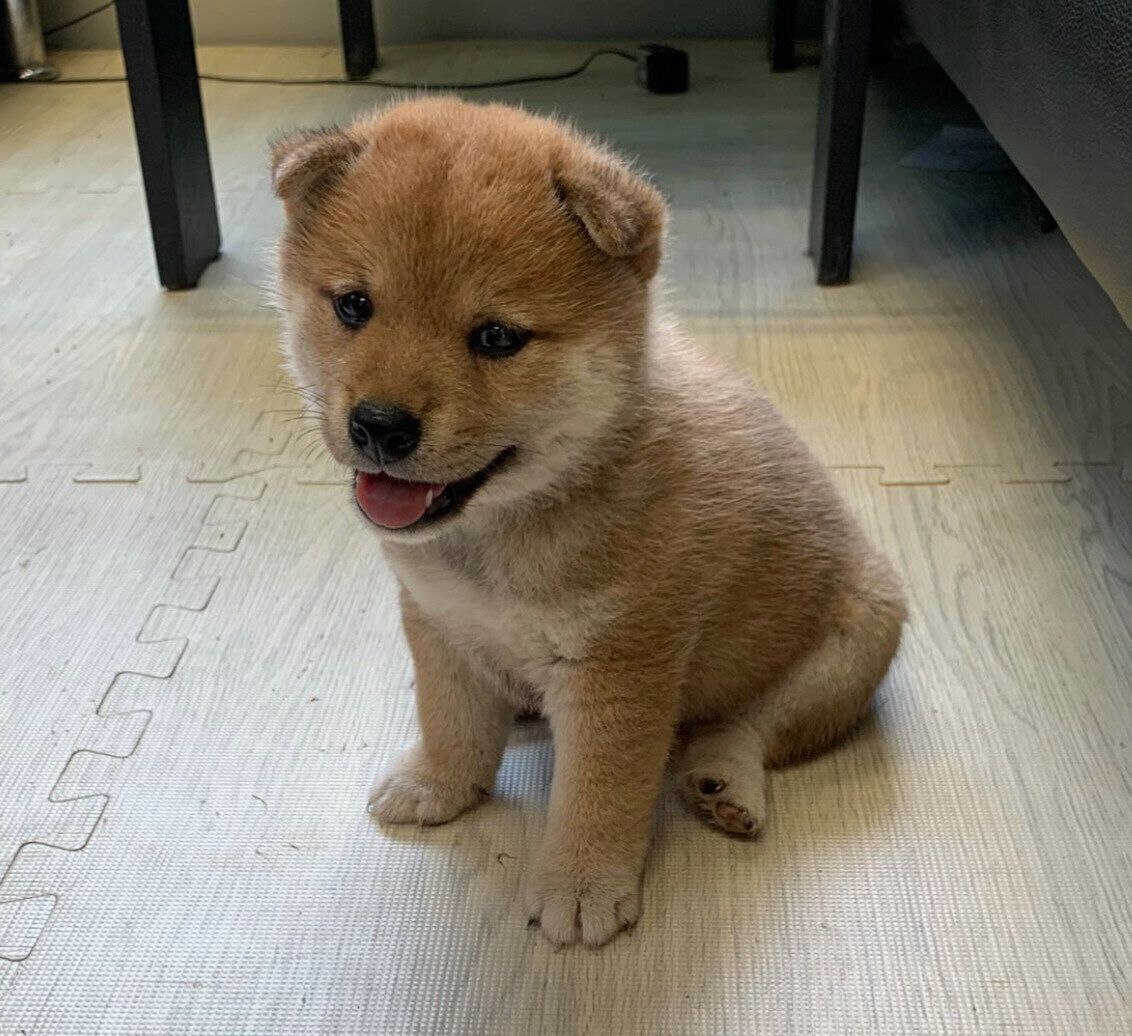 初対面したときのひなたくん。