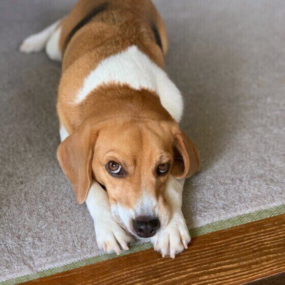 上目遣いをするビーグル