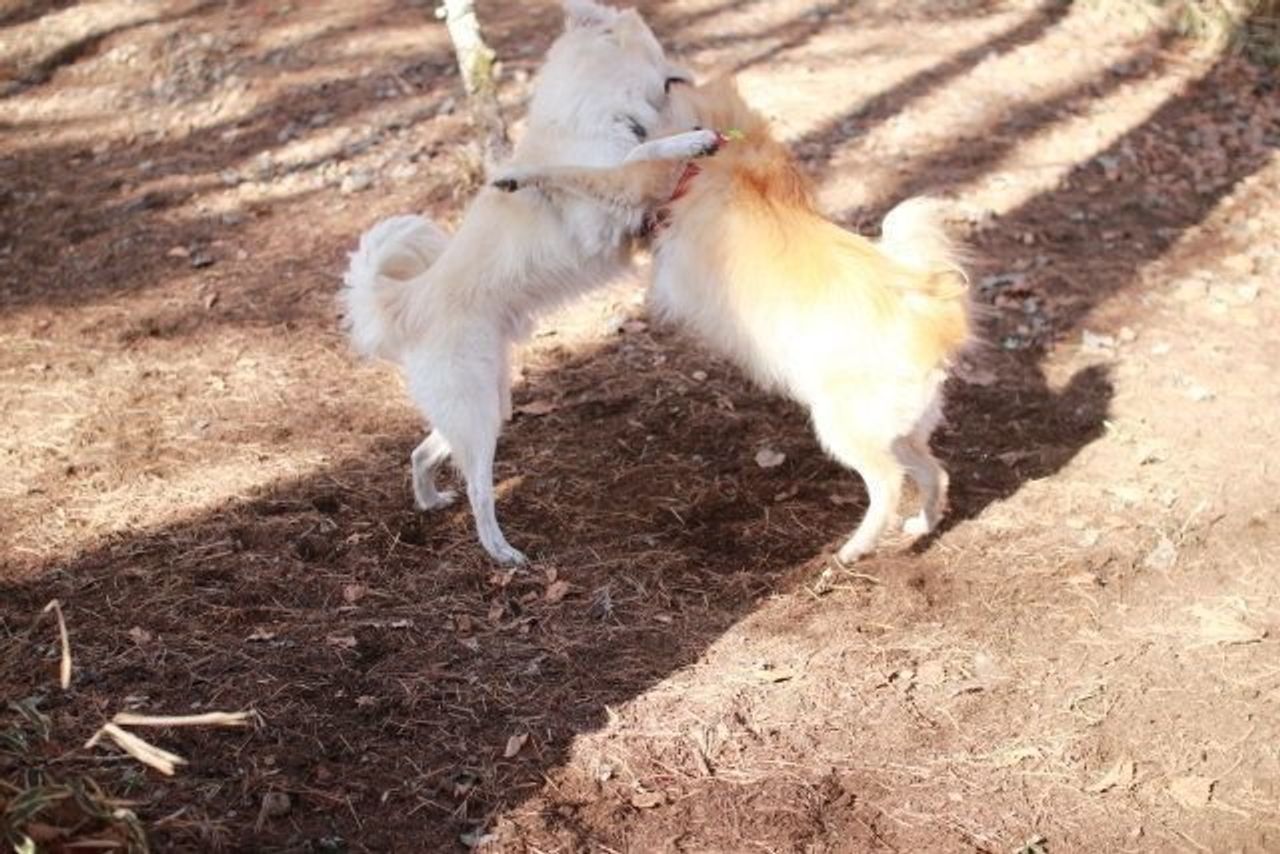 偽善の動物保護団体には気をつけようね でも本当は 穴澤賢の犬のはなし いぬのきもちweb Magazine 偽善の動物保護団体には気をつけようね でも本当は 穴澤賢の犬のはなし いぬのきもちweb Magazine