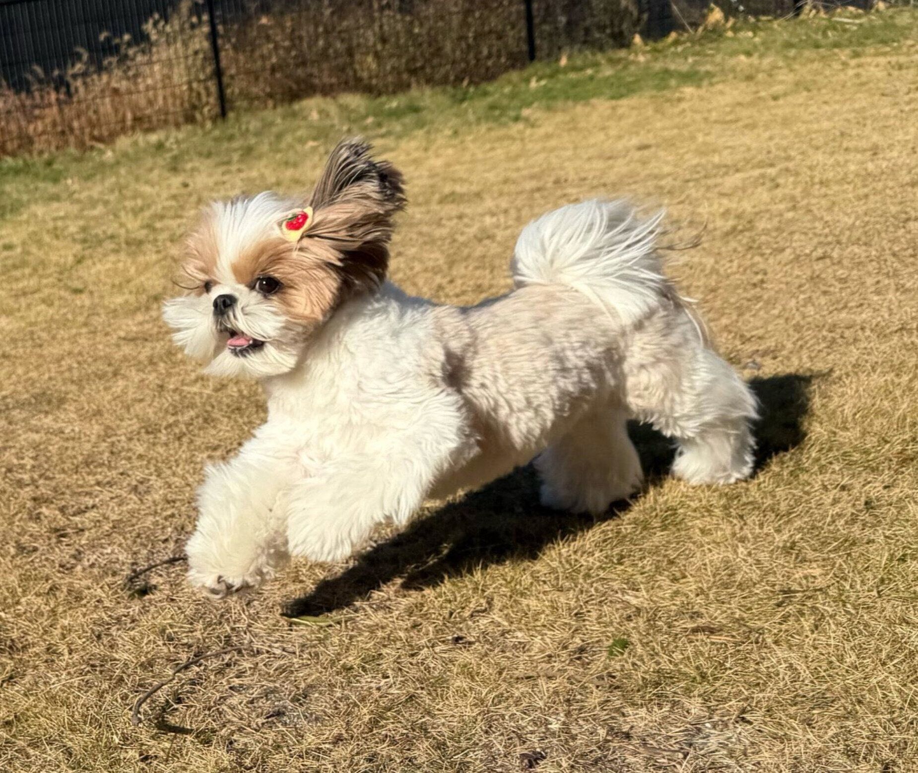 ドッグランで走るぽんちょちゃん