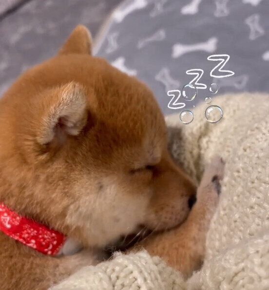 飼い主さんの腕の中でスヤスヤ眠ることりちゃん