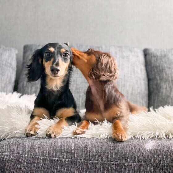 犬の耳掃除の頻度と正しいお手入れ方法 犬が嫌がる耳掃除をスムーズに行うコツとは？ ミニチュア・ダックスフンド いぬのきもち