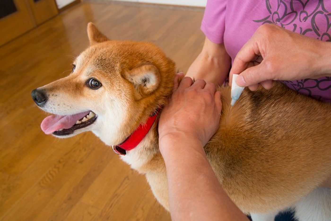 獣医が教える 犬フィラリア対策 感染源 予防薬などによる予防方法 いぬのきもちweb Magazine 獣医が教える 犬フィラリア対策 感染源 予防薬などによる予防方法 いぬのきもちweb Magazine