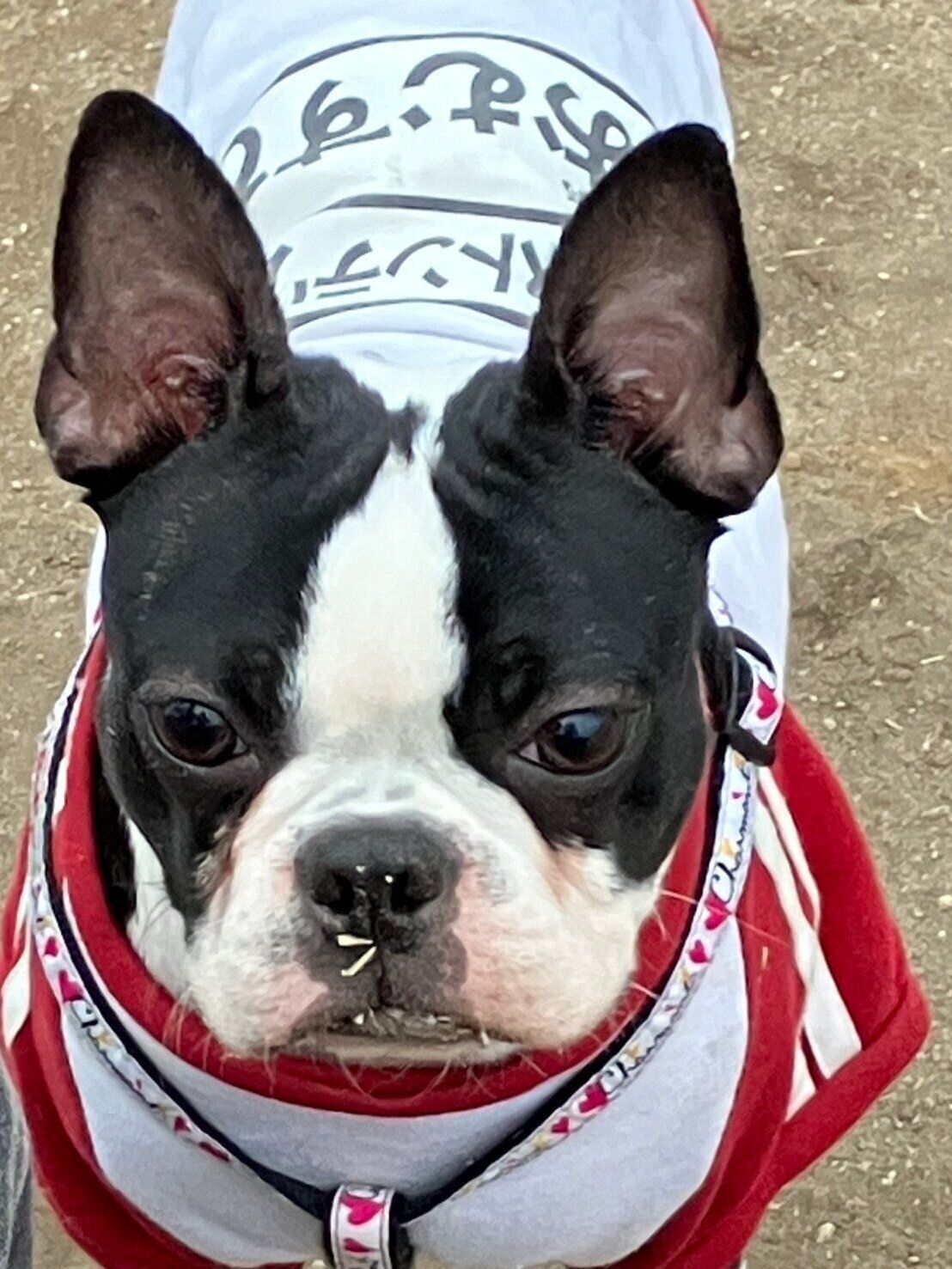 ドッグランで顔が草だらけの犬