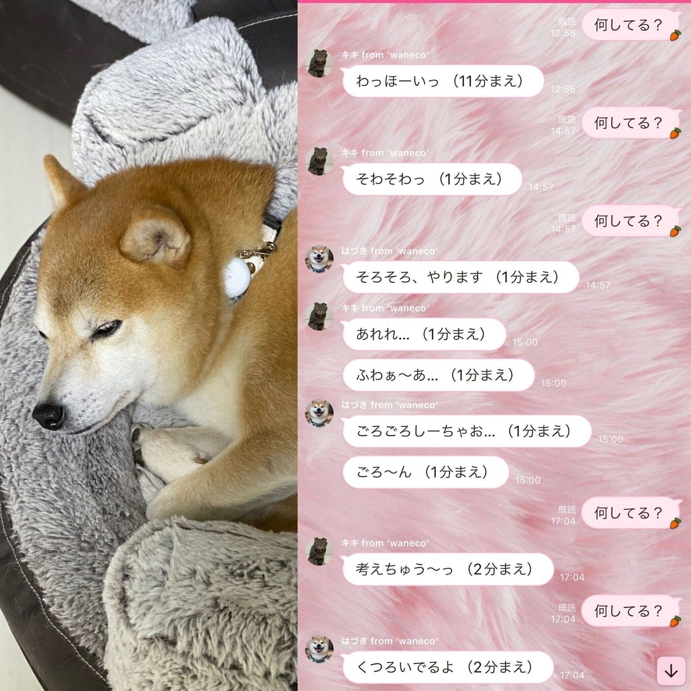 Pr 飼い主さんがレポート うちのコとlineトークできる 夢のようなアイテム Waneco Talk を体験してみた いぬのきもちweb Magazine Pr 飼い主さんがレポート うちのコとlineトークできる 夢のようなアイテム Waneco Talk を体験してみた いぬのきもちweb Magazine