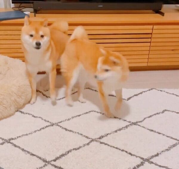 がんもくんの“おちりアタック”をよけるちくわくん
