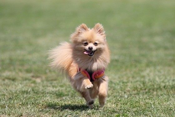 車並みの速さで走れるって本当 犬の驚くべき身体能力に迫る いぬのきもちweb Magazine