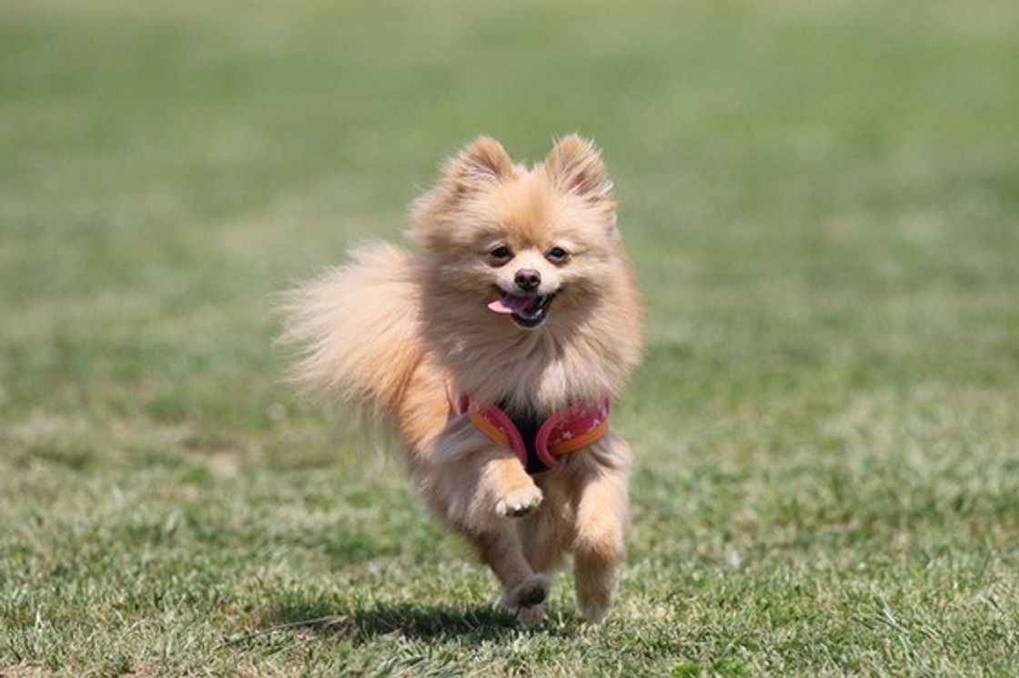 車並みの速さで走れるって本当 犬の驚くべき身体能力に迫る いぬのきもちweb Magazine 車並みの速さで走れるって本当 犬の驚くべき身体能力に迫る いぬのきもちweb Magazine