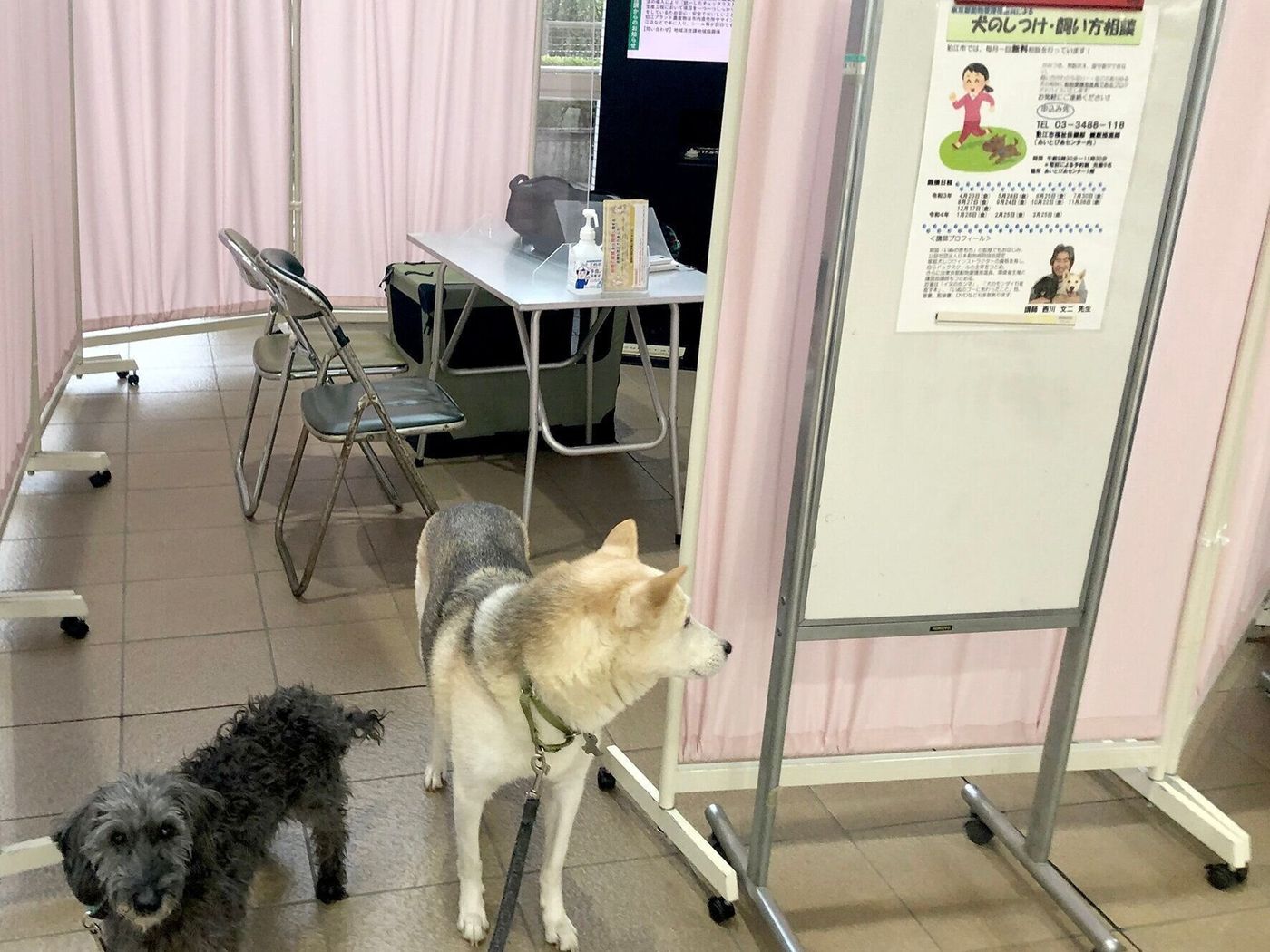 順番が逆 困る前にしつけを学ぶ飼い主さんが増えない理由 連載 西川文二の 犬ってホントは Vol 137 いぬのきもちweb Magazine 順番が逆 困る前にしつけを学ぶ飼い主さんが増えない理由 連載 西川文二の 犬ってホントは Vol 137 いぬのきもちweb Magazine