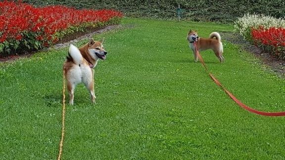 散歩中の柴犬2頭