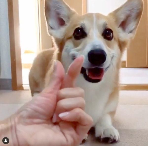 芸達者なコーギー