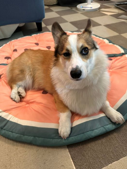 表情豊かなカイくん