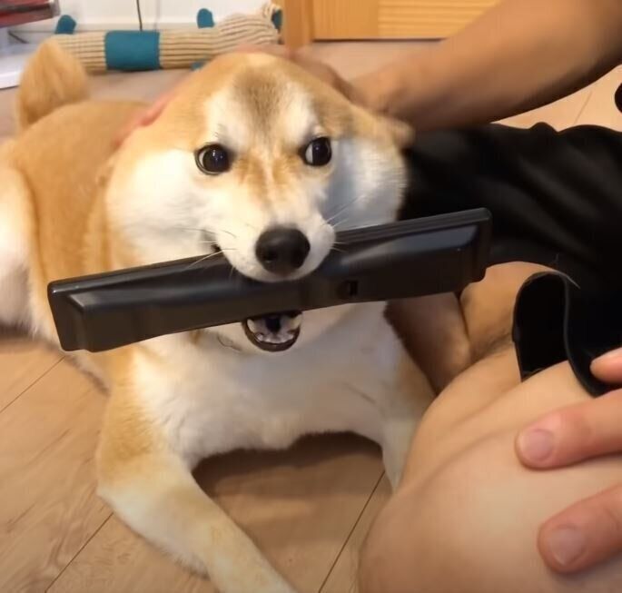 リモコンを離さない犬