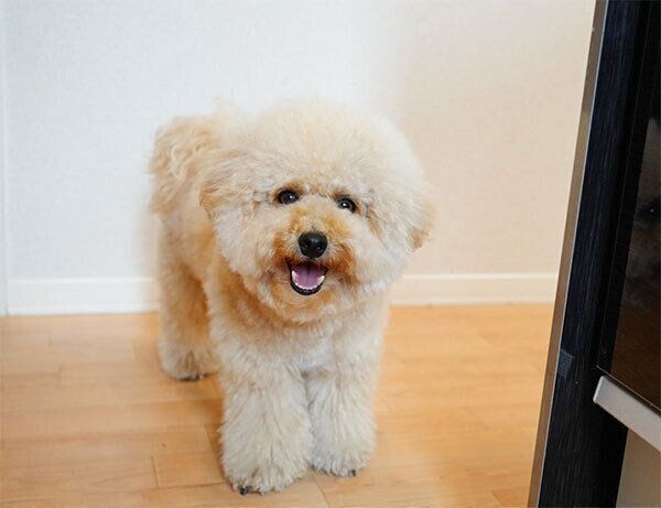 笑顔のポテチくん