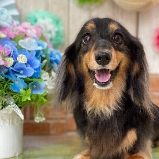 カニーヘン・ダックスフンドのあずきちゃん