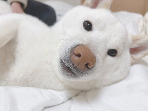 見つめるもち吉くん