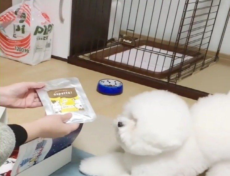 食べたがるトイ・プードル