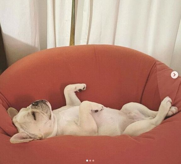 「人をダメにするソファ」で眠るみたらしくん