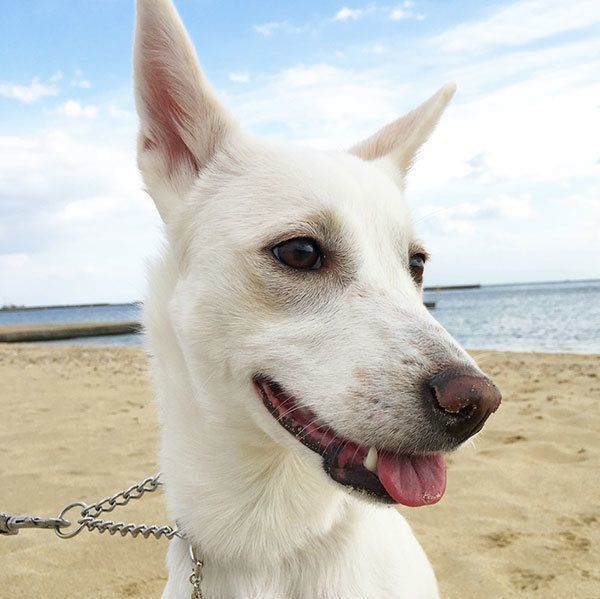 元保護犬・ルルちゃん