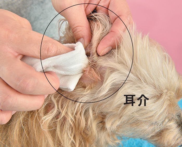 犬の耳掃除・耳介