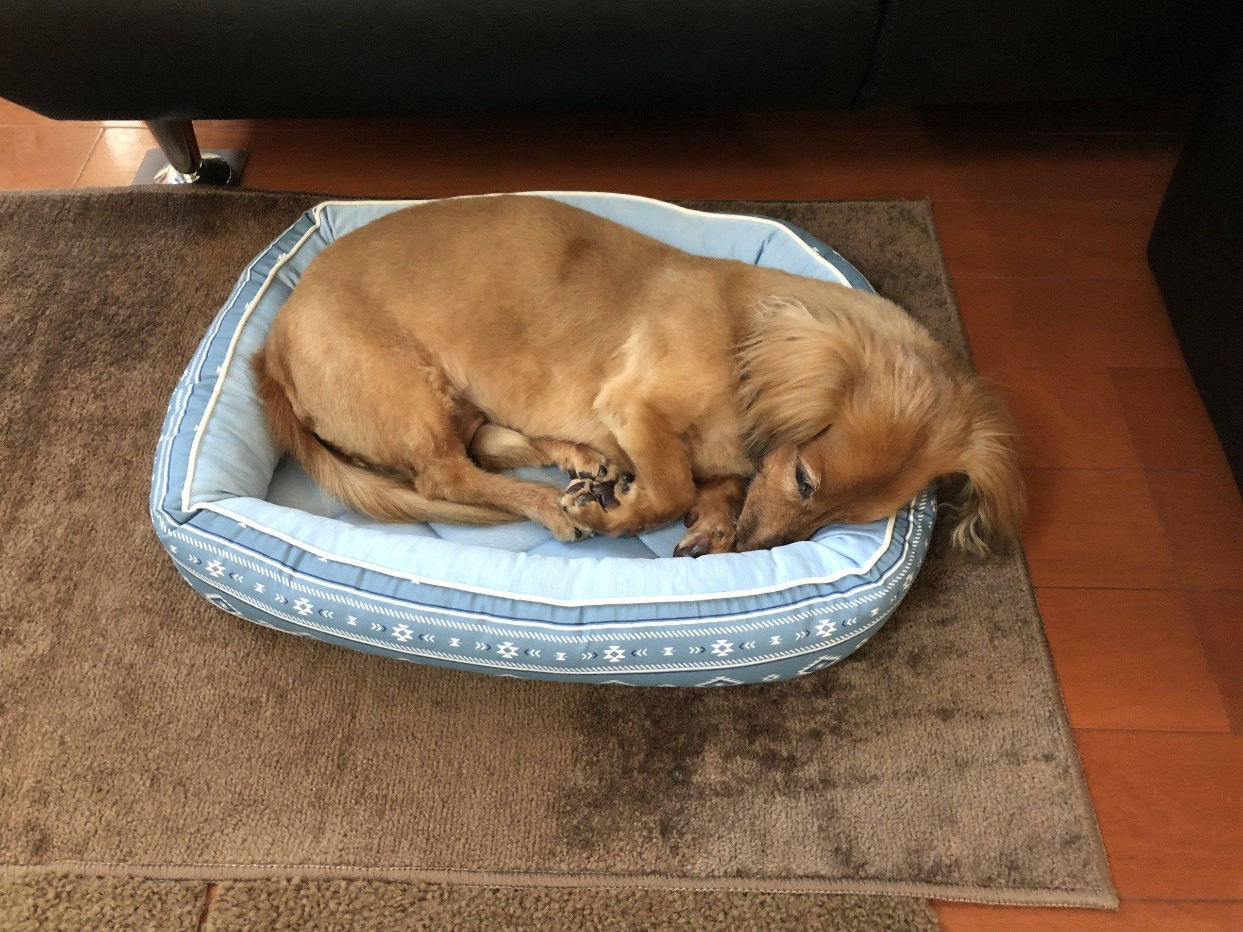 ペットベッドで眠る愛犬